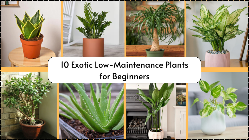 10 Exotic Low-Maintenance Plants