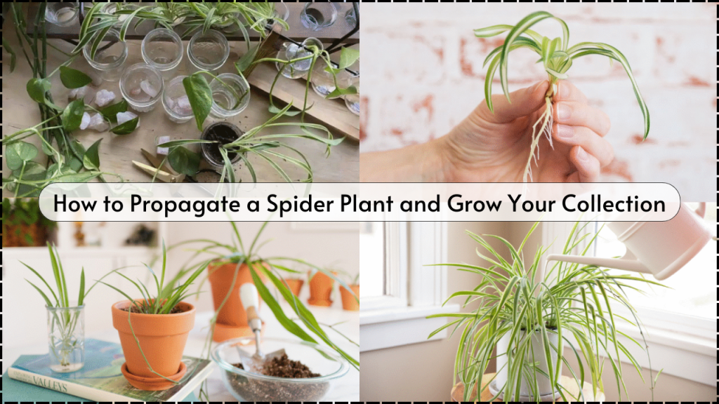 How to Propagate a Spider Plant