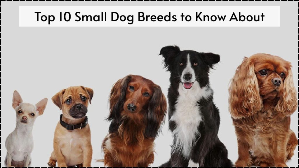 Top 10 Small Dog Breeds to Know About