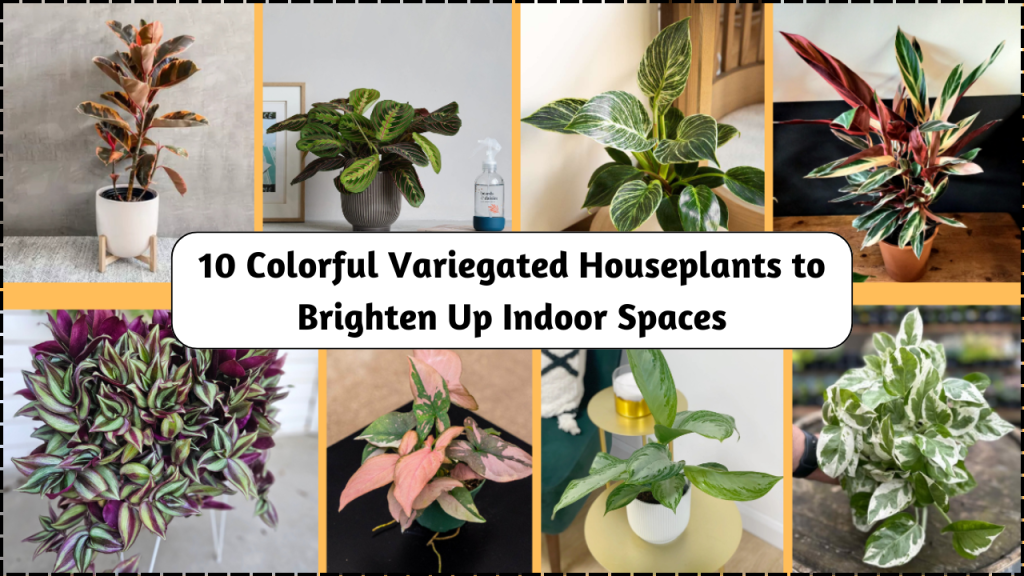 10 Stunning Variegated Houseplants
