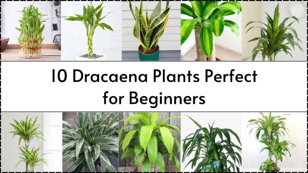 10 Easy-to-Care-for Dracaena Plants Ideal for Beginners