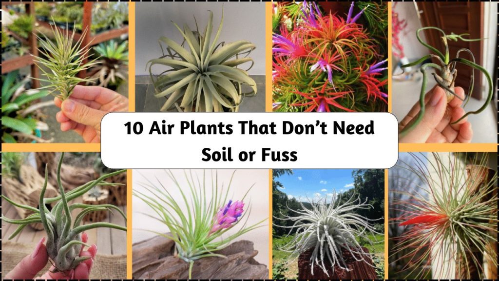10 Stunning Air Plants That Thrive Without Soil or Fuss