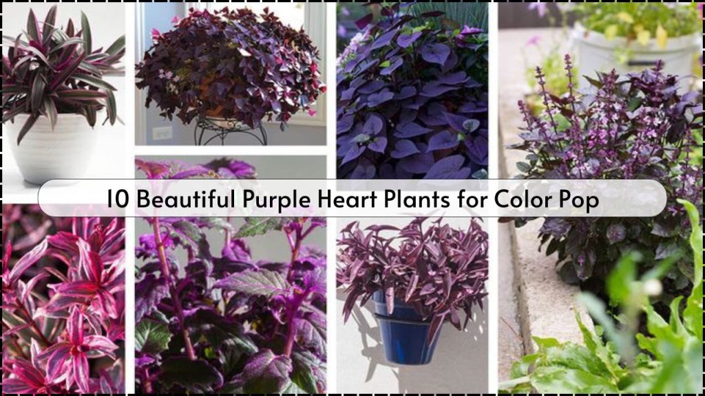 10 Stunning Purple Heart Plants